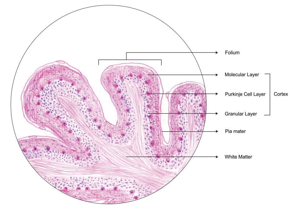 cerebellum.jpg