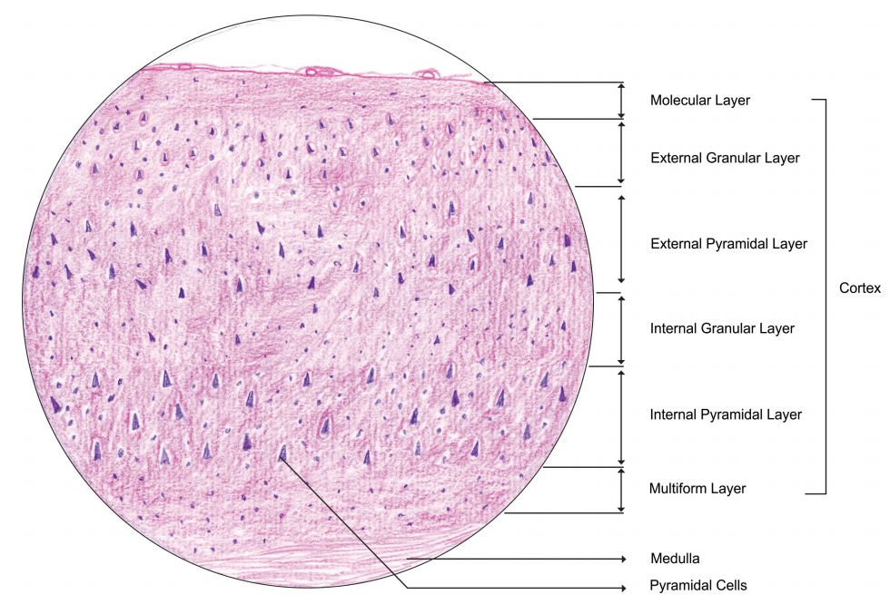 cerebrum.jpg