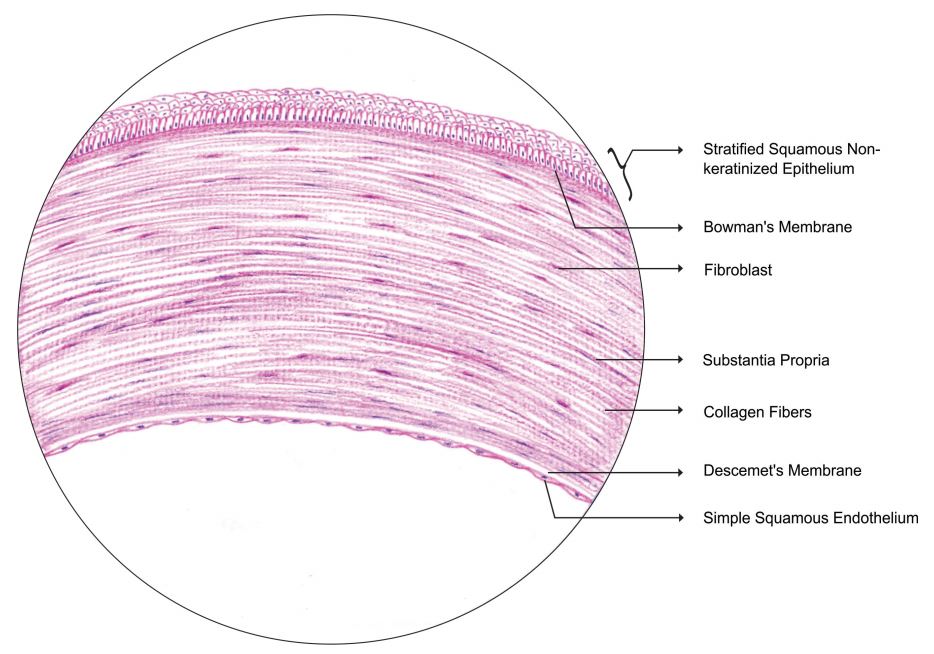 cornea.jpg