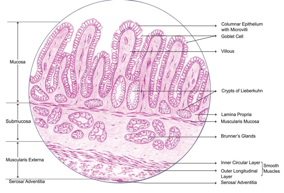 duodenum.jpg