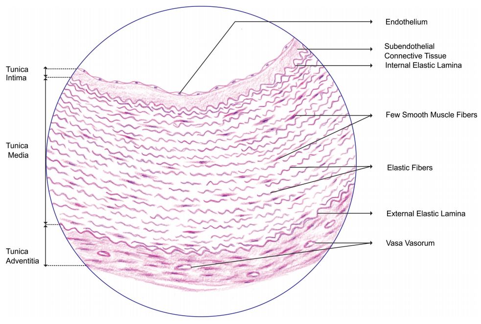 elastic-artery.jpg