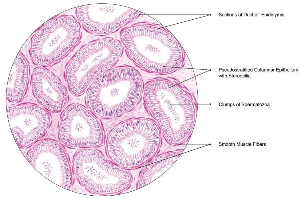 epididymis.jpg