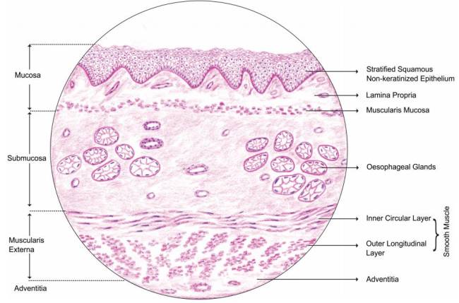 esophagus.jpg