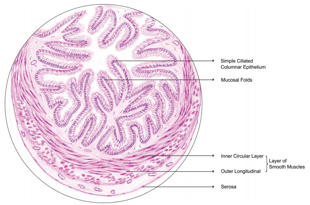 fallopian-tube.jpg