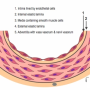 histology_blood_vessel.png