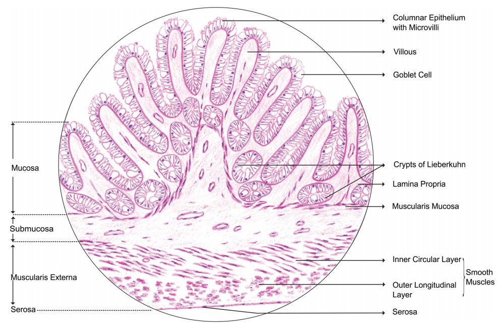 jejunum.jpg