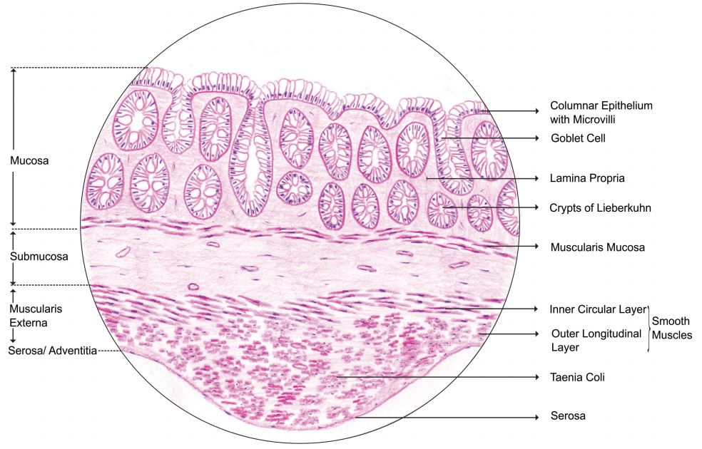 large-intestine.jpg