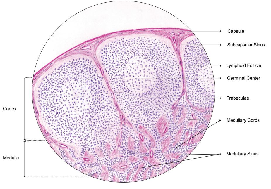 lymph-node.jpg