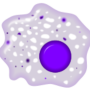 macrophage.png