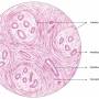 mammary-gland-inactive.jpg