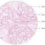 mammary-gland-lactating.jpg