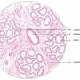 mammarygland-pregnant.jpg