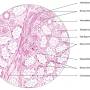 mixed-salivary-gland.jpg