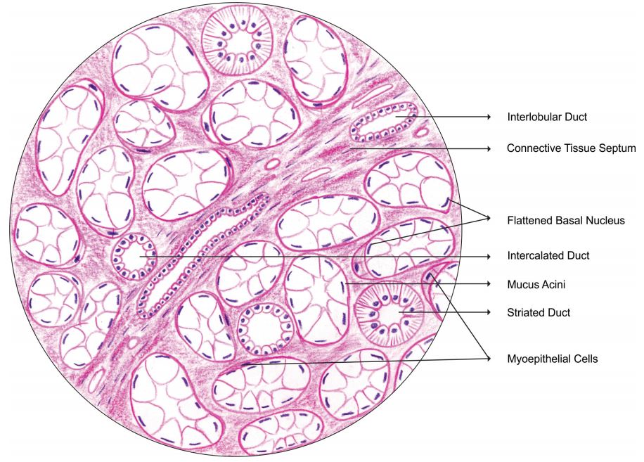 mucous-salivary-gland.jpg