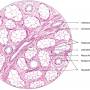 mucous-salivary-gland.jpg