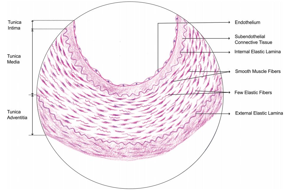 muscular-artery.jpg