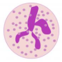 neutrophil.png