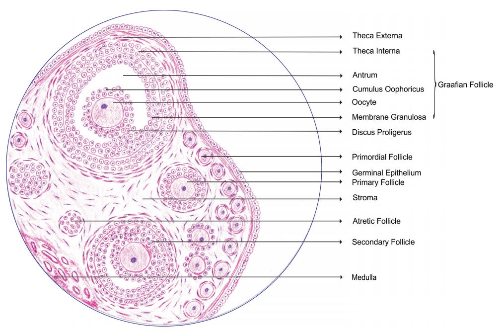 ovary.jpg