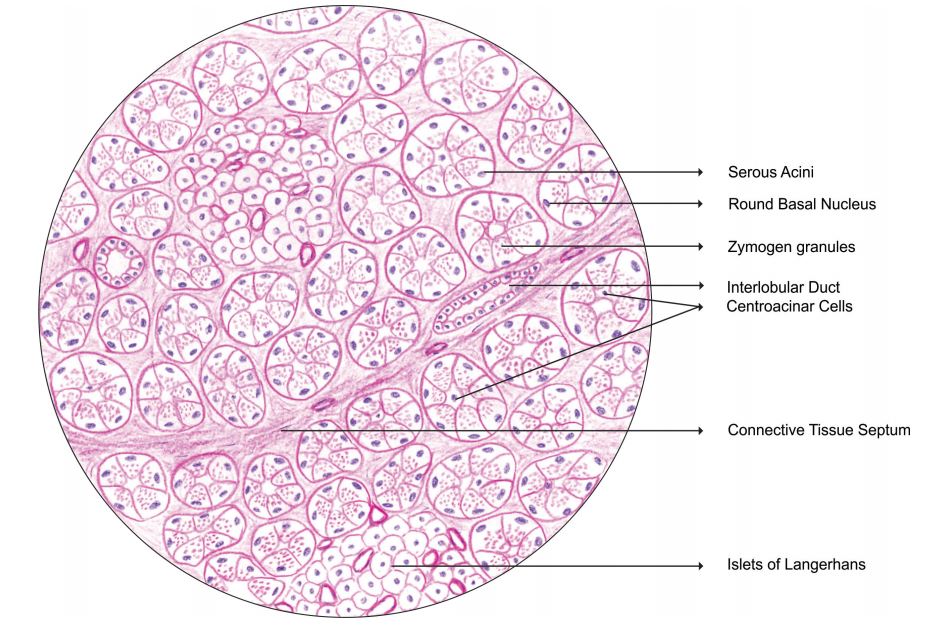 pancreas.jpg