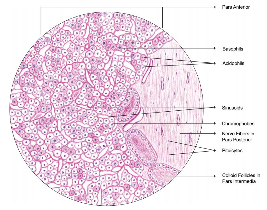 pitutary-gland.jpg