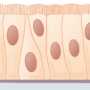 pseudostratified_columnar_epithelium.png