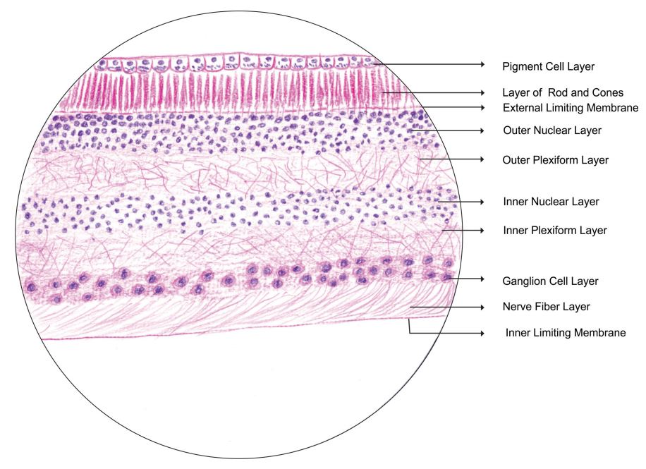 retina.jpg