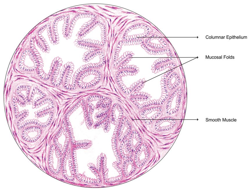 seminal-vesicle.jpg