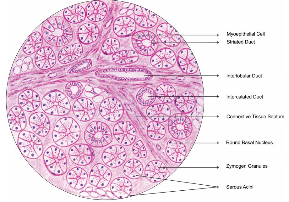 serous-salivary-gland.jpg