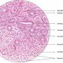 serous-salivary-gland.jpg