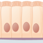 simple_columnar_epithelium.png