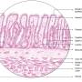 stomach-fundus.jpg