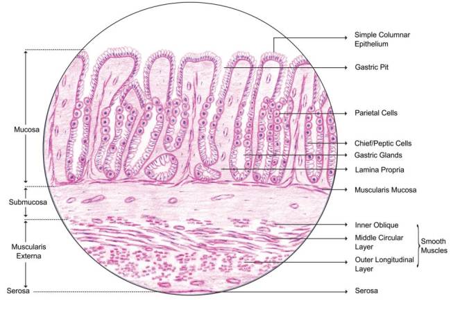 stomach-fundus.jpg