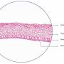 stratified-sq-non-kerat.jpg