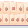 stratified_columnar_epithelium.png