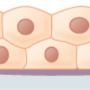 stratified_cuboidal_epithelium.png