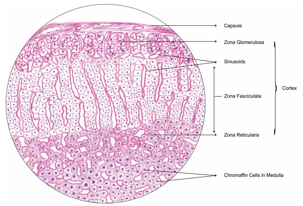 suprarenal-gland.jpg