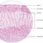 suprarenal-gland.jpg