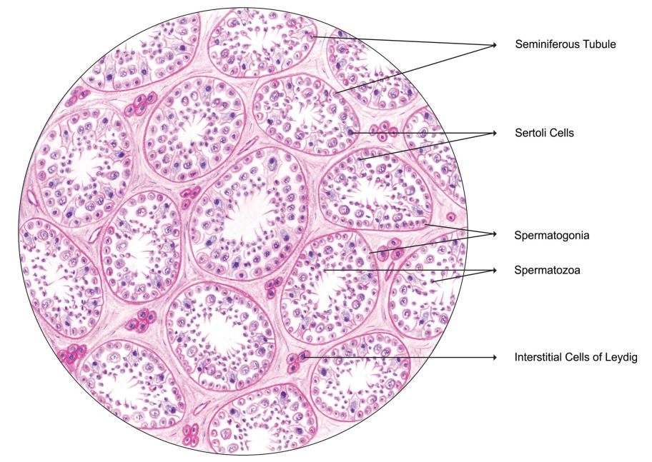 testis.jpg