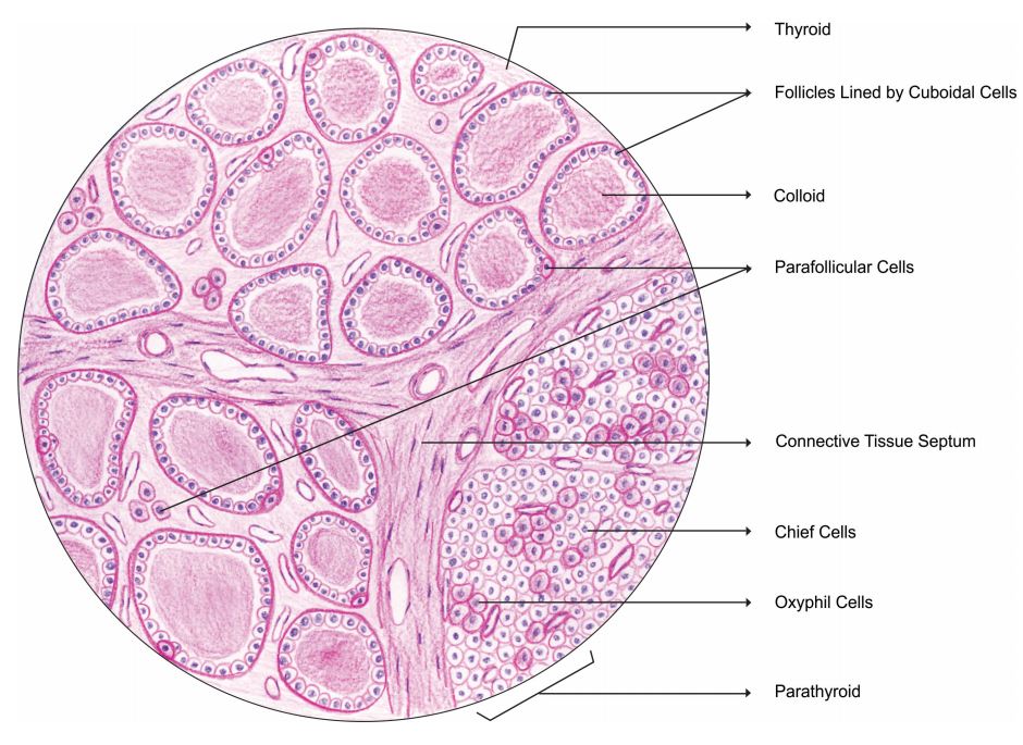 thyroid_gland.jpg