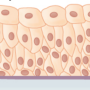 transitional_epithelium.png