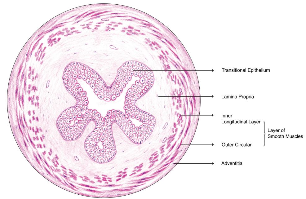 ureter.jpg