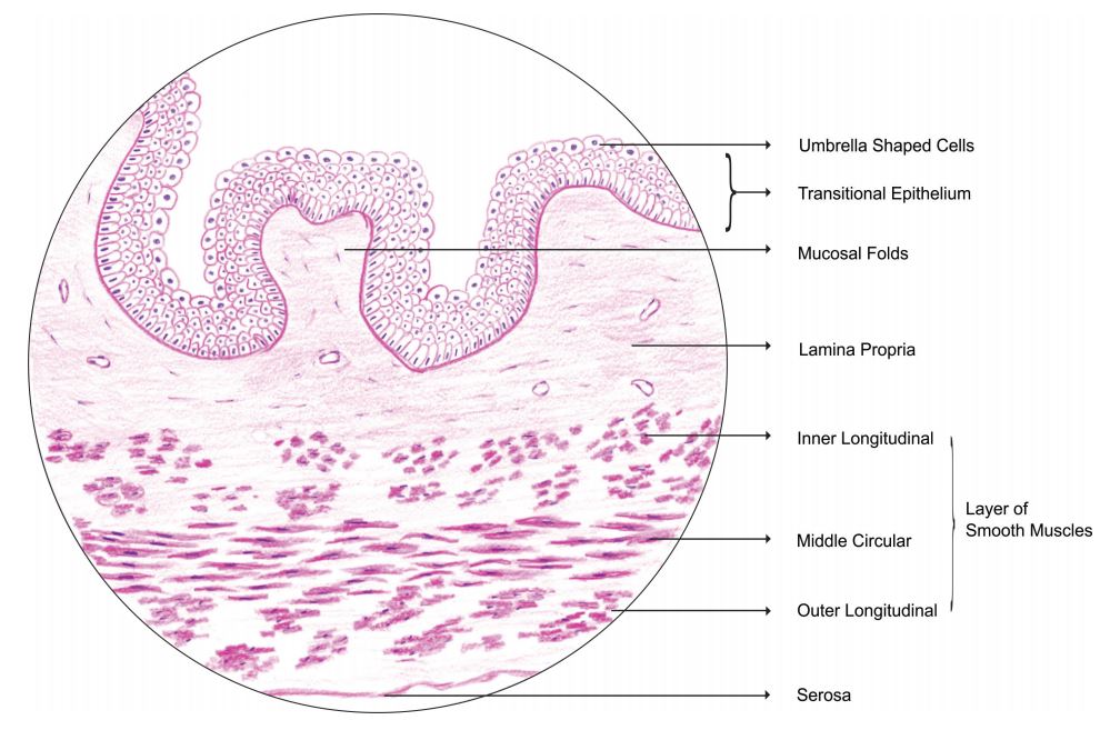 urinary-bladder.jpg