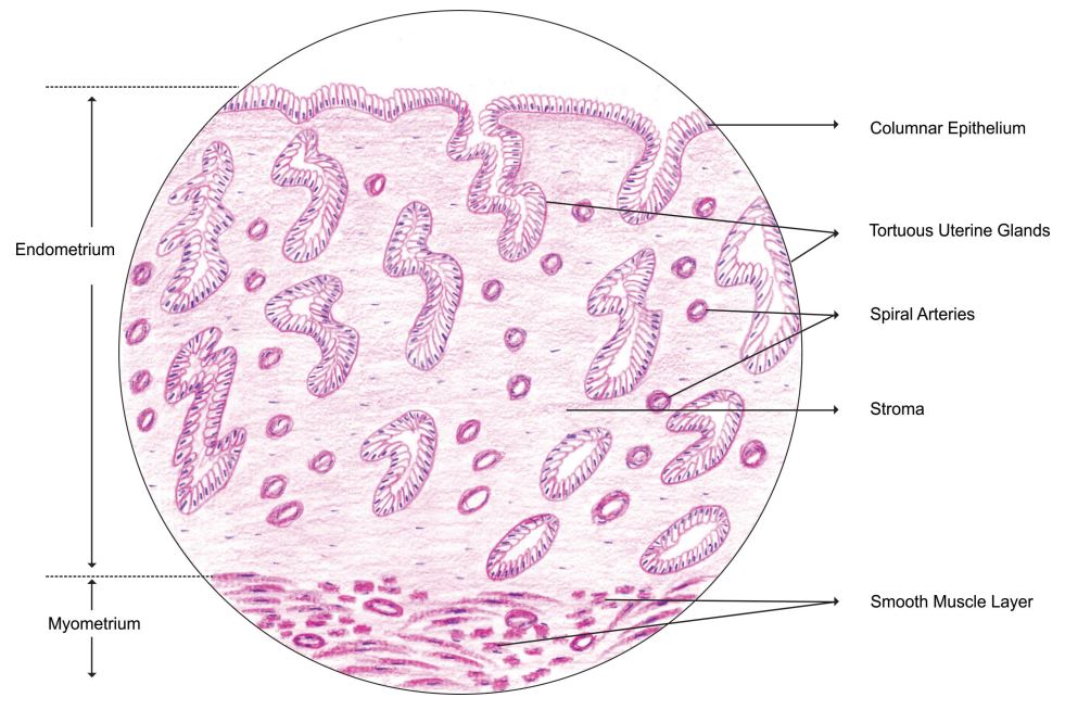 uterus-secretory.jpg