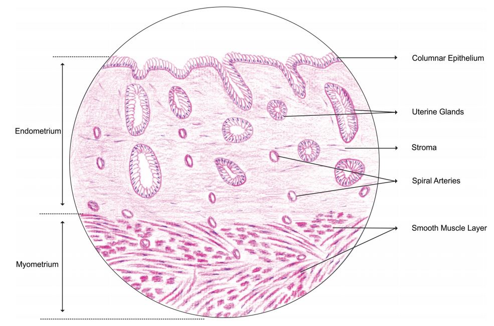 uterus.jpg