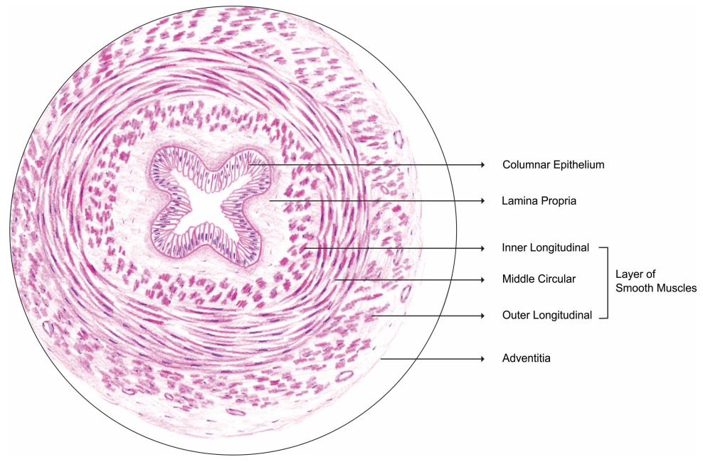 vas_deferens.jpg