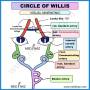 circle-of-willis-mnemonic.jpg