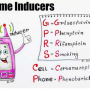 enzyme_inducer_mnemx.png