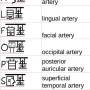 ext_carotid_artery_mnemo.jpg