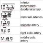 superior_mesenteric_artery.jpg