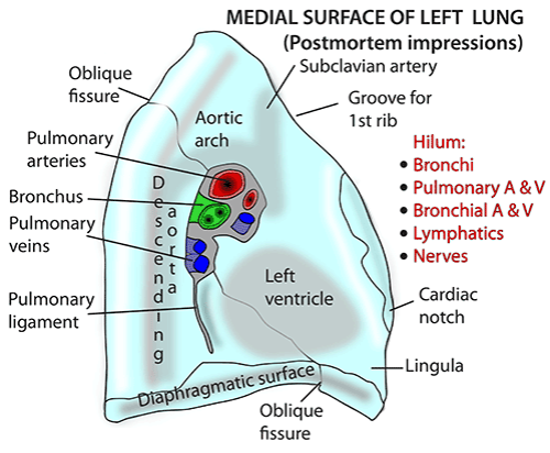 lungs-left_surface.png